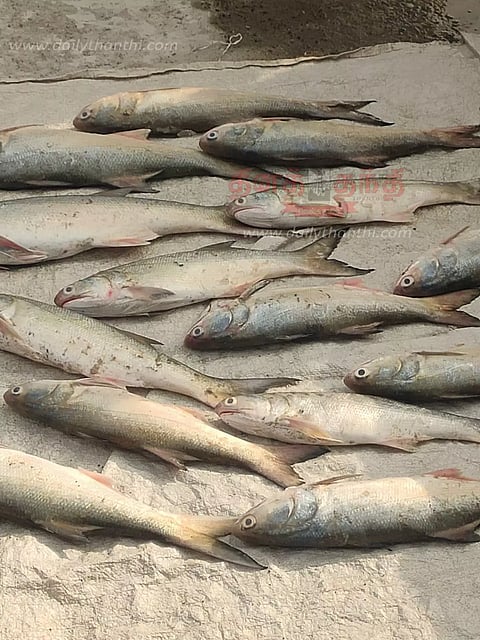 வேதாரண்யத்தில், மீன்கள் விலை கடும் உயர்வு