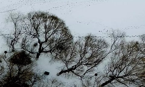 மங்கோலியாவில் பனிப்புயல் காரணமாக 3 லட்சம் கால்நடைகள் உயிரிழப்பு
