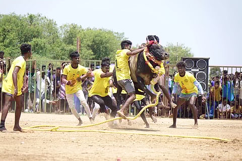 காரையூரில் வடமாடு மஞ்சுவிரட்டு