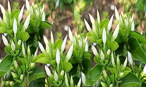 சத்தி மார்க்கெட்டில்காக்கடா பூ கிலோ ரூ.1,125-க்கு ஏலம்