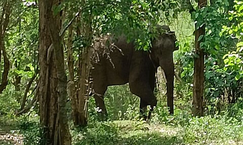 சுருளிப்பட்டி அருகே இடம்பெயர்ந்த அரிக்கொம்பன் யானை: தீவிர கண்காணிப்பில் வனத்துறையினர்