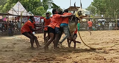 செம்பட்டிவிடுதியில் வடமாடு மஞ்சுவிரட்டு