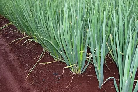 சின்ன வெங்காய நடவு பணிகள் தீவிரம்