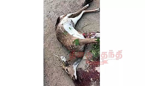 சாலையை கடக்க முயன்ற புள்ளிமான் வாகனம் மோதி பலி