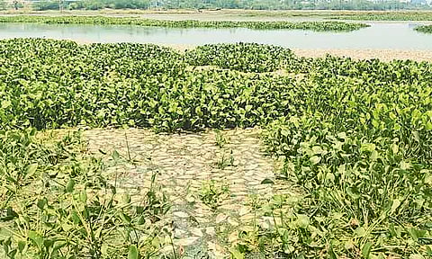 கூடுவாஞ்சேரி பெரிய ஏரியில் செத்து மிதக்கும் மீன்களால் பரபரப்பு