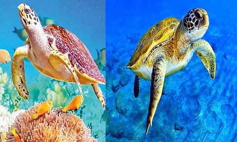 உலக ஆமைகள் தினம்