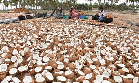 58,000 மெட்ரிக் டன் கொப்பரை தேங்காய் கொள்முதல் - அரசாணையை வெளியீடு