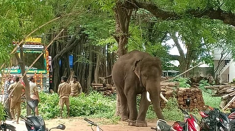 'அரிக்கொம்பன்' யானை சிக்காததால்கம்பம் வனத்துறை அலுவலகத்தில் காத்திருக்கும் கும்கி யானைகள்