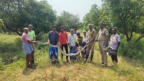 12 அடி நீள மலைப்பாம்பு பிடிபட்டது