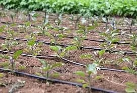 3,976 ஏக்கரில் சொட்டுநீர் பாசனம் அமைக்க இலக்கு