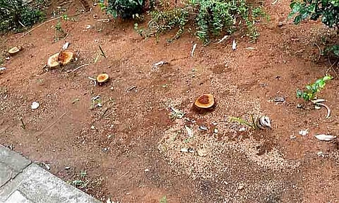 அண்ணா விளையாட்டு அரங்கில் மரங்கள் வெட்டி கடத்தல்