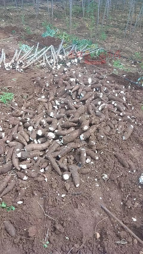 மரவள்ளி கிழங்கு விலை உயர்வு