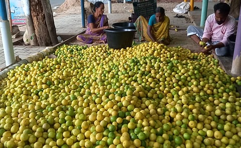 எலுமிச்சை பழங்கள் விலை வீழ்ச்சி; விவசாயிகள் கவலை