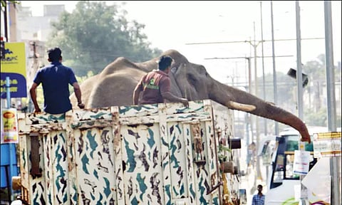 'அரிக்கொம்பன்' யானையை மயக்க ஊசி செலுத்தி பிடித்தனர்