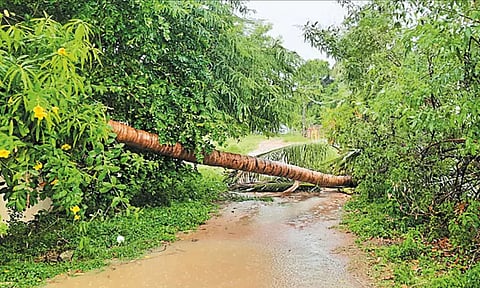 திருவள்ளூர் மாவட்டத்தில் சூறைக்காற்றுடன் பலத்த மழை: மரங்கள் முறிந்து விழுந்ததால் போக்குவரத்து பாதிப்பு