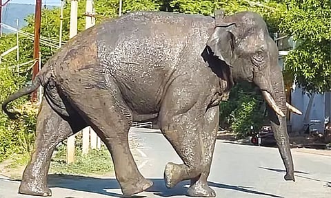 புதிய வாழ்விடத்தைதேடும் 'அரிக்கொம்பன்'