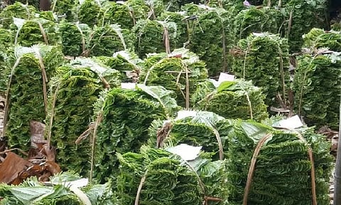 வரத்து குறைந்ததால் வெற்றிலை விலை உயர்வு