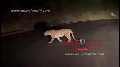 திம்பம் மலைப்பாதையில் நடமாடிய சிறுத்தைப்புலி - வாகன ஓட்டிகள் அச்சம்
