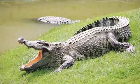 கோஸ்டாரிகா உயிரியல் பூங்காவில் ஆண் துணையின்றி தானாக கருத்தரித்த பெண் முதலை!