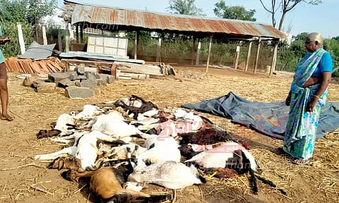 நாமக்கல் அருகேவெறிநாய்கள் கடித்ததில் 29 ஆடுகள் செத்தன