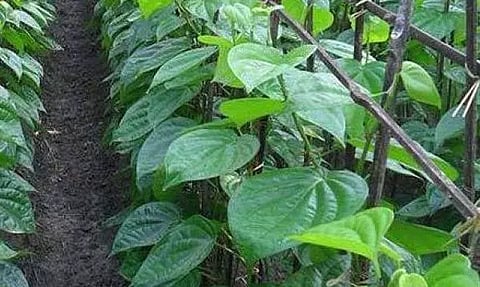 பரமத்திவேலூர் சந்தையில்வெற்றிலை விலை உயர்வுவிவசாயிகள் மகிழ்ச்சி