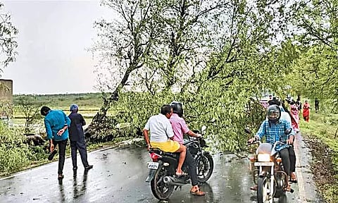 ஊத்துக்கோட்டையில் சூறாவளி காற்றுடன் கனமழை: மரங்கள் வேரோடு சாய்ந்ததால் போக்குவரத்து பாதிப்பு