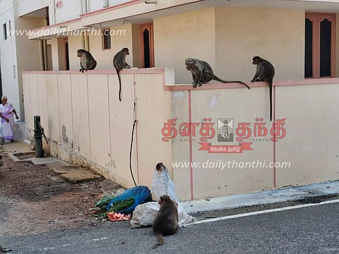 சென்னிமலை பகுதியில் வீடுகளுக்குள் புகுந்து அட்டகாசம் செய்யும் குரங்குகள்- பொதுமக்கள் அச்சம்