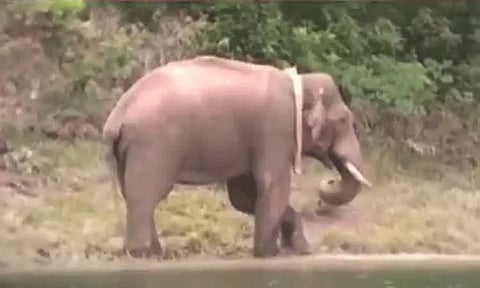 கேரளாவில் அரிக்கொம்பன் யானைக்காக கோயிலில் சிறப்பு பூஜை