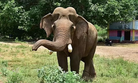 குமரி வனப்பகுதிக்கு வந்த அரிக்கொம்பன் யானை-வனத்துறையினர் தொடர்ந்து கண்காணிப்பு