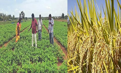 நெற்பயிருக்கு மாற்றுப்பயிர் சாகுபடியை மேற்கொண்டு விவசாயிகள் பயன்பெறலாம் - வேளாண் அதிகாரி தகவல்