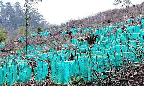 ராஜக்காபட்டி ஊராட்சியை பசுமை ஊராட்சியாக மாற்ற 10 ஆயிரம் மரக்கன்றுகள் நடவு