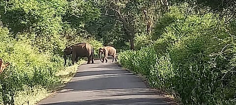 பளியன் குடியிருப்பில் இருந்து சுருளியாறு பகுதிக்கு இடம்பெயர்ந்த காட்டுயானைகள்:வனப்பகுதிக்குள் விரட்ட கோரிக்கை