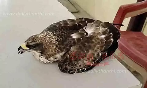 காட்டில் இறக்கைகள் உடைந்து தவித்த அரியவகை கழுகு