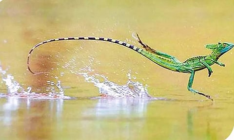 தண்ணீரில் நடக்கும் 'பாசிலிகஸ் பல்லி'