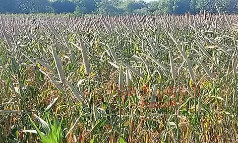 ஆலங்குளம் பகுதியில் கம்பு மகசூல் அமோகம்