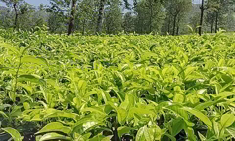 பச்சை தேயிலையை தடையின்றி கொள்முதல் செய்ய வேண்டும்