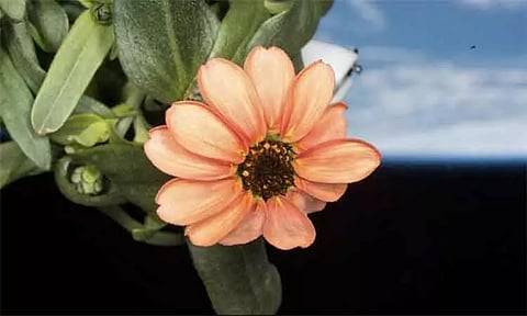 சர்வதேச விண்வெளி நிலையத்தில் பூத்த பூவின் புகைப்படம் - நாசா வெளியிட்டது