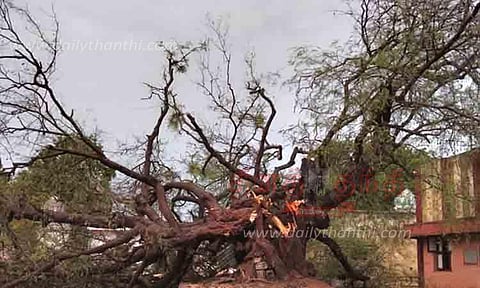 500 ஆண்டு பழமையான மரம் விழுந்தது