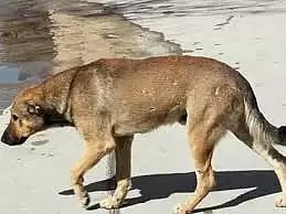 வெறிநாய் கடித்து 15 பேர் காயம் நாய்த்தொல்லையை கட்டுப்படுத்த பொதுமக்கள் வலியுறுத்தல்