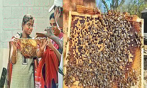 அதிக வருவாய் தரக்கூடிய தேனீக்கள் வளர்ப்பை ஊக்குவிக்க பயிற்சி