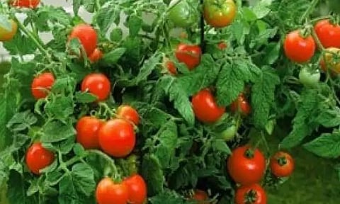 தக்காளி சாகுபடியில் அதிக மகசூல் பெற உதவும் வழிகள்
