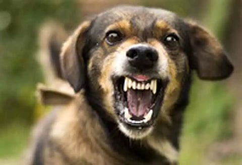 வெறிநாய்கள் கடித்து 20 ஆடுகள் செத்தன