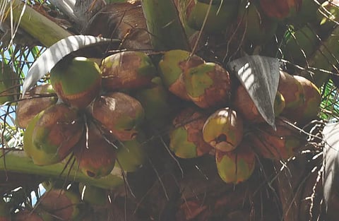 காய்ந்துபோன தென்னை ஓலை, தேங்காய்கள்