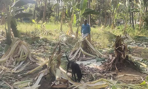 குட்டியுடன் காட்டு யானைகள் அட்டகாசம்