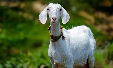 கழிவுநீர் கால்வாயில் விழுந்த ஆட்டுக்குட்டி உயிருடன் மீட்பு