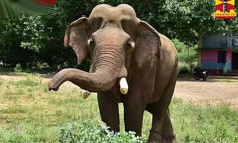 அரிக்கொம்பன் யானையை கேரளாவின் மதிகெட்டான் சோலை தேசிய பூங்காவில் விடக் கோரிய மனு நிராகரிப்பு