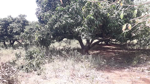 நெய்க்காரப்பட்டி அருகே தோட்டத்துக்குள் புகுந்து காட்டு யானைகள் அட்டகாசம்