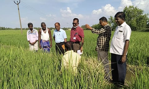 நெற்பயிரில் இலை கருகல் நோய் தாக்குதல்