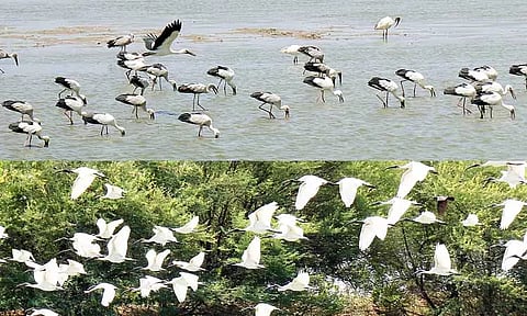 திருச்சி திருவெறும்பூர் கூத்தைப்பார் பெரியகுளத்தை பறவைகள் சரணாலயமாக மாற்ற வேண்டும்