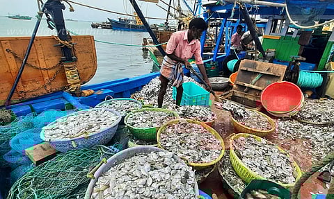 தடைக்காலம் முடிந்து மீன்பிடிக்க சென்ற ராமேசுவரம் விசைப்படகுகள் கரை திரும்பின